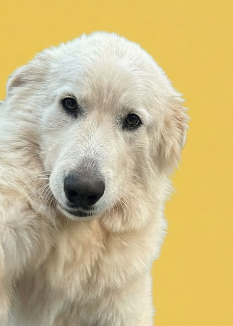 A cream-colored dog on the left side of a solid mustard yellow background.