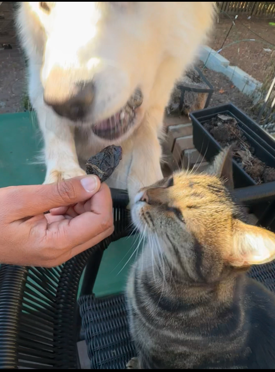 Cat and dog interacting with a person holding a treat outdoors