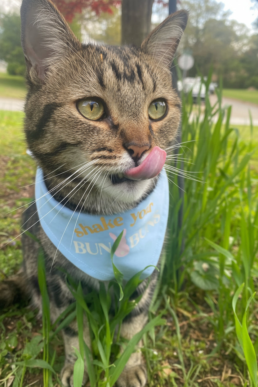 Cat wearing a blue bandana with text, standing in grass
