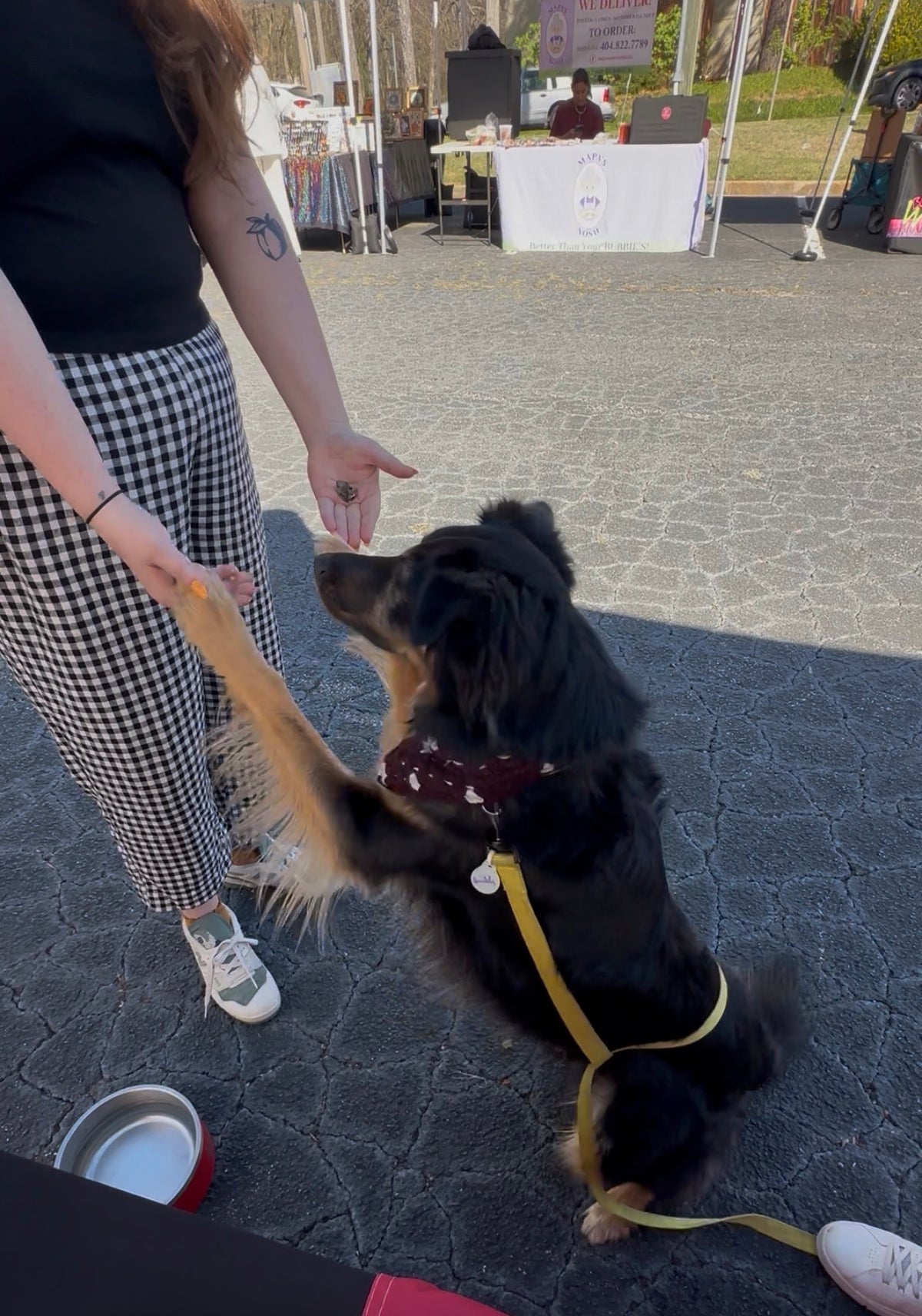 A black and tan dog wearing a yellow harness and red bandana sits on its hind legs, reaching up to shake hands with a woman at an outdoor event.